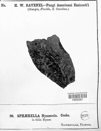 Sphaerella nyssaecola image